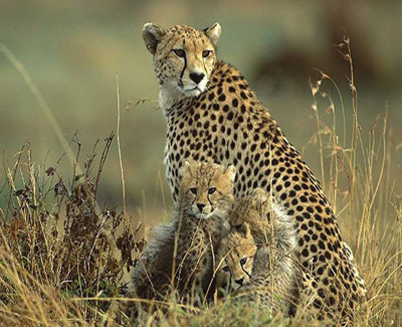 6-days-tanzania-safari
