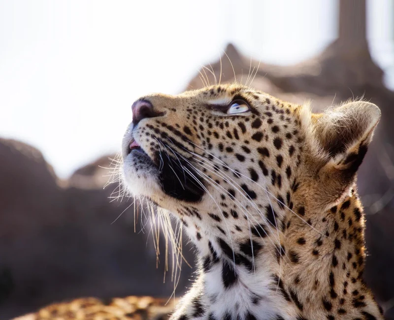 closeup-of-leopard-looking-up-in-sabi-sands-by-rhino-africa-02-1199w
