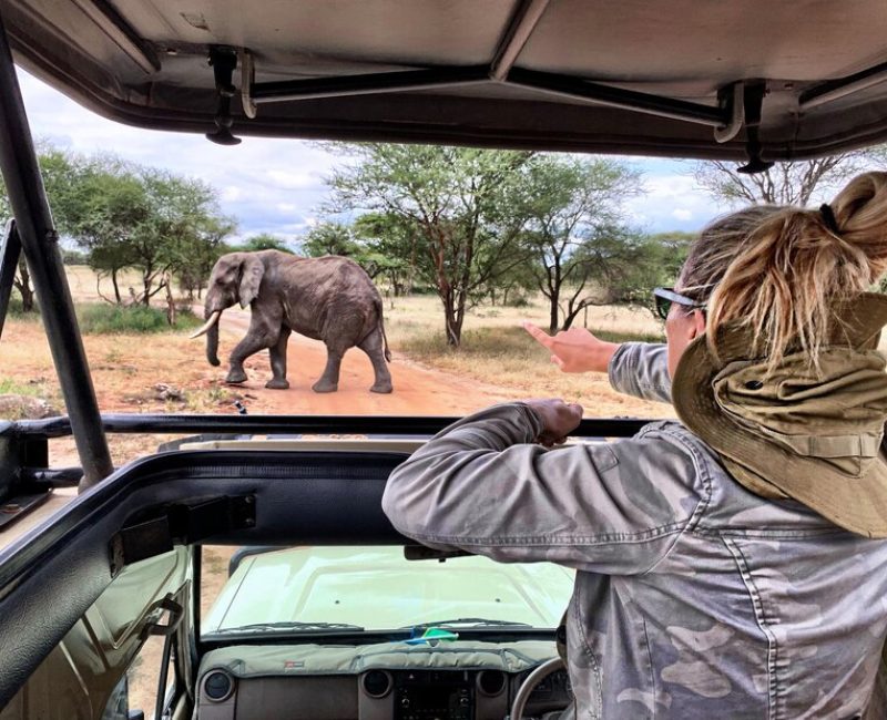 rear-view-woman-looking-elephant-while-peeking-from-car-sunroof_1048944-19600045
