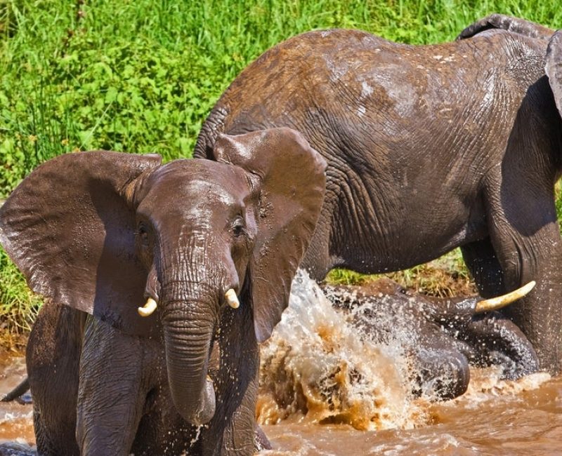 shutterstock_65843938 (1)